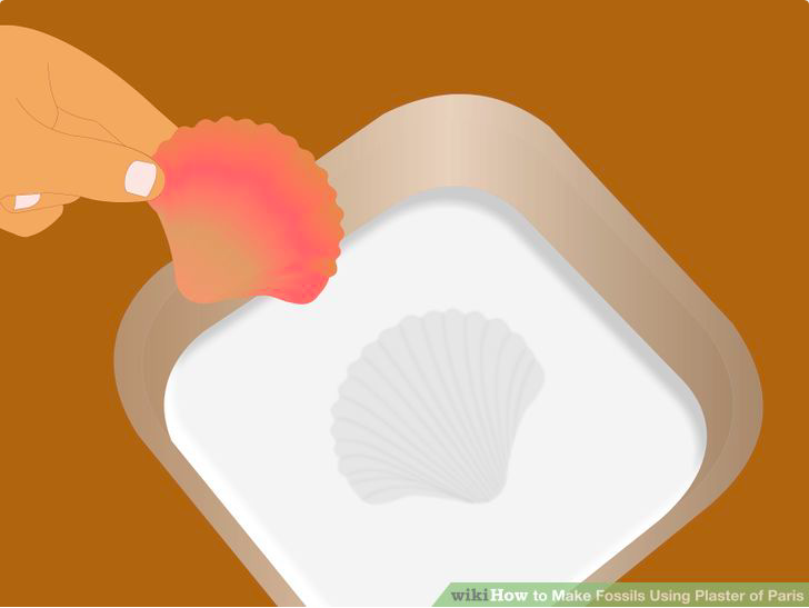 How to Make a Fossil